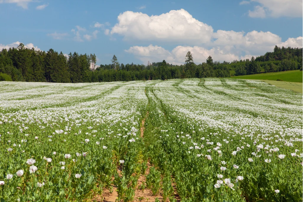 Afyon Haşhaş Tarlası